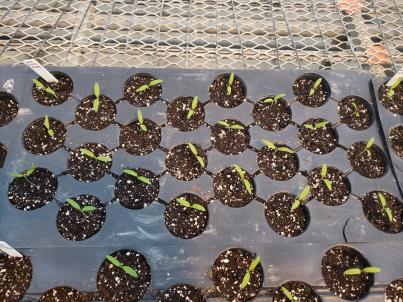 SEEDLING